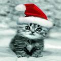 Cute Santa Kitten