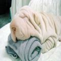 Cute and Wrinkly