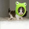 Kitten in Hat