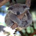 Tired Koala