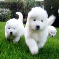 Fluffy Puppies